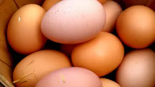 Los huevos morenos son los más habituales en las tiendas de alimentación.