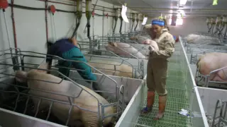 La explotación porcina de Camañas, en la foto, fue la primera que Portesa construyó en la provincia, en 1999.