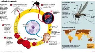 El ciclo de la malaria.