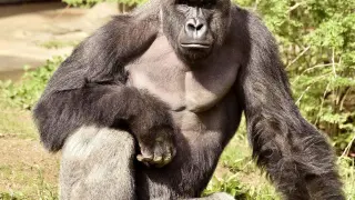 Harambe, el gorila de 17 años que tuvo que ser abatido porque agredió a un niño de 4 que cayó junto a él, en el zoo de Cincinnati.