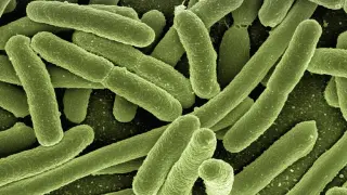 Las superbacterias son una de las principales amenazas a la salud humana.