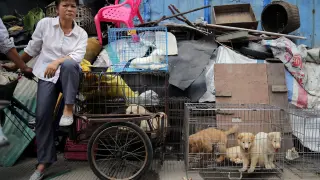 La venta de perros para ser sacrificados como carne se ha incrementado estos días en Yulin