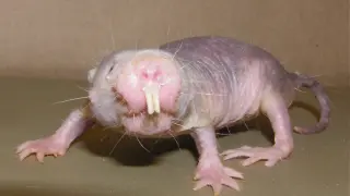 Heterocephalus glaber, la rata topo lampiña