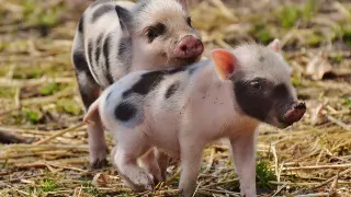 cerdo, cerdos