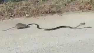 Una rata se enfrenta a una serpiente para salvar a su cría.