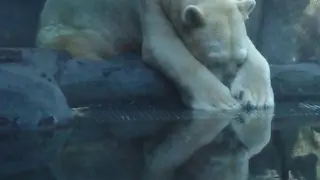 Arturo, el oso polar más triste del mundo.