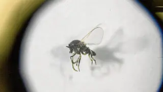 Un especimen de mosca negra, muy ampliado por una lente.