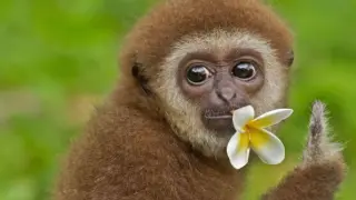 El gibón, un pequeño primate de la familia de los homínidos que habita en el dosel arbóreo.