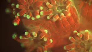 Imagen del coral Pocillopora damicornis bajo iluminación fluorescente.