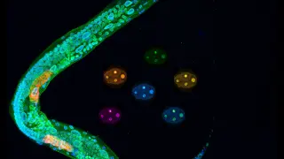 Larva y embriones de 'Caenorhabditis elegans'. En la larva se aprecia que MEL-28/ELYS (verde) se localiza en la envoltura nuclear que rodea la cromatina (azul) de todas las células.