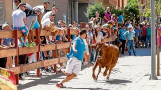 Cada año se celebran un millar de encierros y sueltas de vaquillas en Aragón, como este de Utebo.