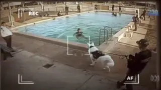 Imagen difundida por la televisión australiana de un menor que no puede salir del agua porque hay un perro amenzante