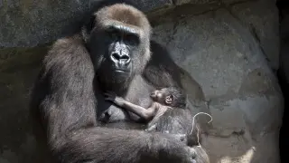 La gorila Nalani sujeta a su cría recién nacida.