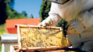 Imagen de un apicultor recolectando miel.