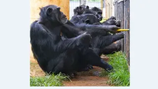 Chimpancés del Centro Nacional de Investigación de Primates Yerkes.