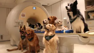 Los 13 perros entrenados a lo que se le realizó una resonancia magnética para el estudio.