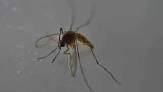 Un mosquito que transmite el virus del zika.