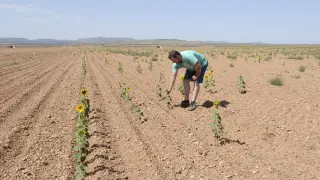 Girasoles afectados por la sequía en Villafranca.
