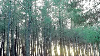 Un bosque de coníferas situado en la provincia.