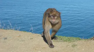 El mono de Gibraltar, una especie en peligro por su venta ilegal.