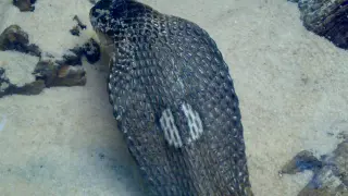 Un ejemplar de cobra monóculo