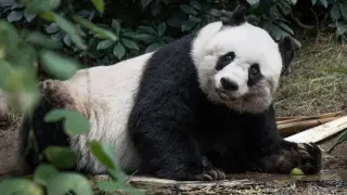 Muere Jia Jia, el oso panda más longevo del mundo