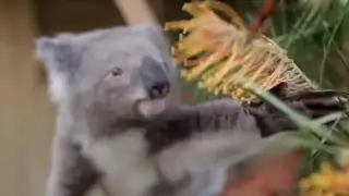 Koala y mariposa hacen buenas migas