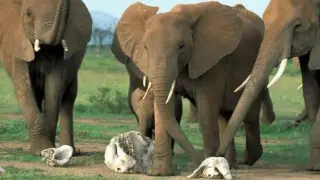 Los elefantes reconocen y reaccionan ante el cráneo y los colmillos de otro elefante.