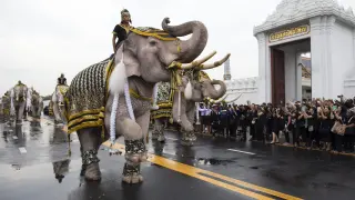 Una formación de elefantes presenta sus respetos al difunto rey de Tailandia.