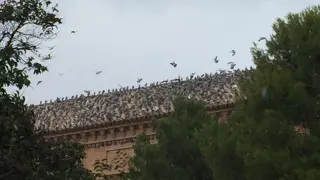Garrapinillos, un barrio invadido por las palomas