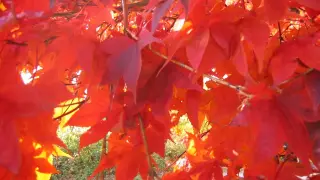 Un árbol con las hojas teñidas de rojo.