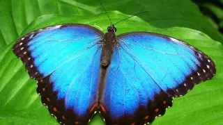 El colorido y el diseño de sus alas convierte a las mariposas en pequeñas joyas voladoras.