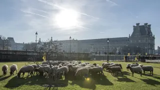 Decenas de ovejas pastando en el jardín de las Tullerías..