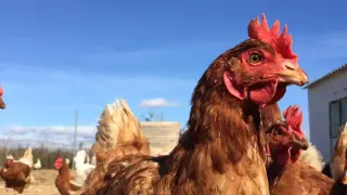Una de las gallinas de la granja.