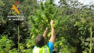 Plantación de marihuana desmantelada en la Hoya de Huesca