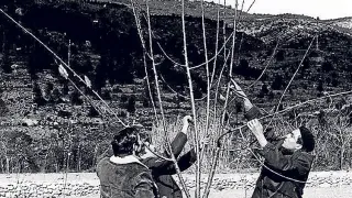 Imagen de archivo de una poda de cerezos en Olba en el año 1969.