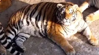 Uno de los tigres del Parque de Tigres Siberianos de Harbin