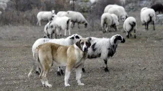 Perro pastor junto a un rebaño de ovejas que sufrió un ataque reciente de lobos en la provincia soriana.