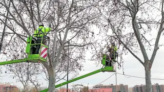 Dos operarios de FCC desarollando labores de poda de árboles en la calle de Cosuenda de Zaragoza.