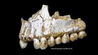 Secuencian el material genético del sarro dental de fósiles de cuatro individuos del yacimiento belga de Spy y de El Sidrón, en Asturias.