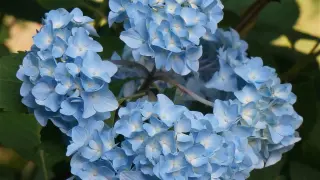 Unas hortensias azules.