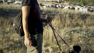 Lorena Genzor , con su can de chira de tres meses Oza y su rebaño al fondo, pastoreando en el término de Pobar (Soria).