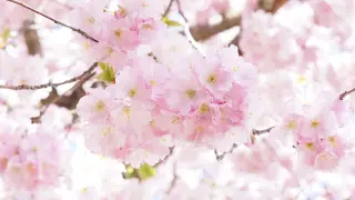 Los cerezos en flor, grandes protagonistas del 'hanami'.