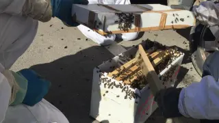 Las abejas se apuntan al vermú en Huesca