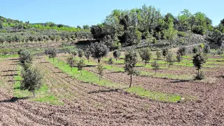 Una plantación joven de encinas truferas en la localidad de Monroyo, en el Matarraña.