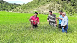 Miguel Ángel Biarge, Javier Ardid, José Manuel Gavín y José Manuel Cajal observaban ayer los daños en un campo de cebada de Alcubierre.