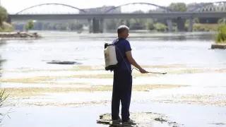 El tratamiento para frenar la mosca negra comienza en el río Ebro.