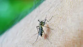 Un mosquito, listo para hincar el diente