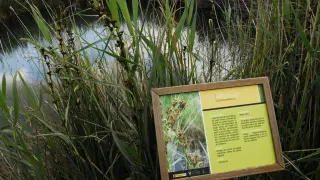 Panel botánico junto a la vegetación palustre típica de humedal en los Ojos del Pontil.