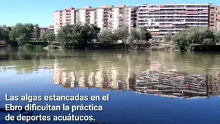 La abundancia de algas en el Ebro amenaza la práctica de deportes acuáticos los meses de verano